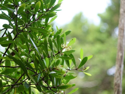 Pittosporum kirkii (Pittosporum kirkii)