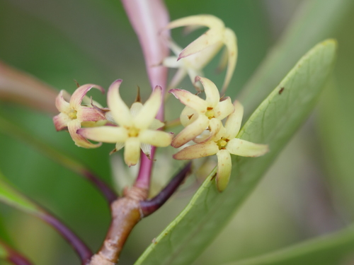 Pittosporum kirkii (Pittosporum kirkii)