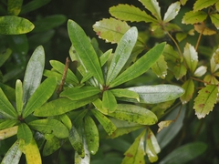 Pittosporum kirkii (Pittosporum kirkii)