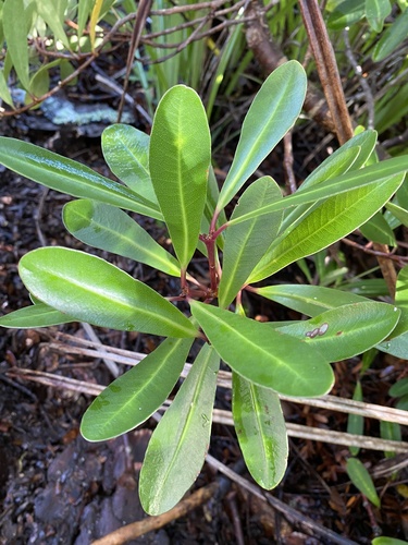 Pittosporum kirkii (Pittosporum kirkii)