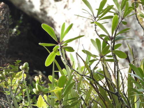 Pittosporum kirkii (Pittosporum kirkii)