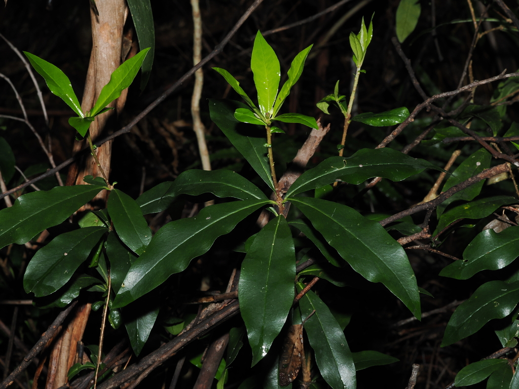 Pittosporum kororoense (Pittosporum kororoense)