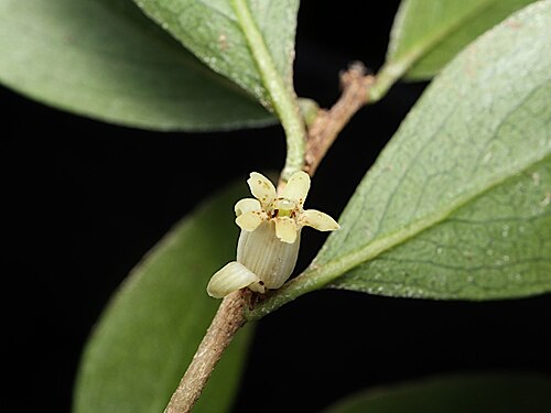 Pittosporum lancifolium: Pittosporum lancifolium in the Australian National Botanic Gardens
