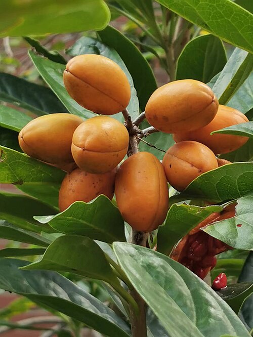Pittosporum moluccanum: Native to Taiwan's Orchid Island and Hengchun Peninsula（Ref. http://web2.nmns.edu.tw/PubLib/NewsLetter/87/129/05.html） . Photo taken in Taichung, Taiwan. 2022/0