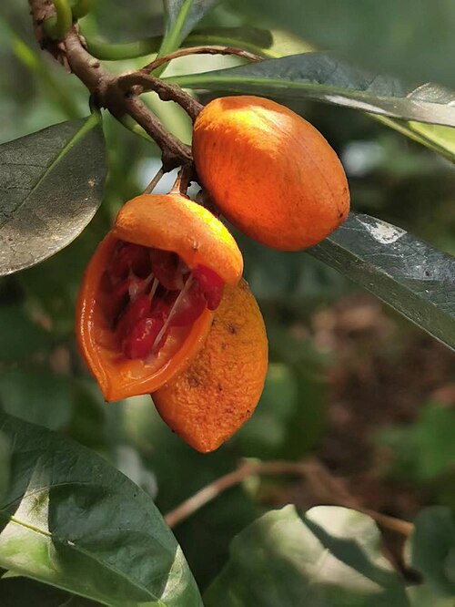 Pittosporum moluccanum: Native to Taiwan's Orchid Island and Hengchun Peninsula（Ref. http://web2.nmns.edu.tw/PubLib/NewsLetter/87/129/05.html） . Photo taken in Taichung, Taiwan. 2022/0