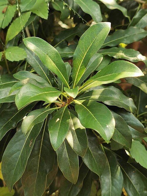 Pittosporum moluccanum: Native to Taiwan's Orchid Island and Hengchun Peninsula（Ref. http://web2.nmns.edu.tw/PubLib/NewsLetter/87/129/05.html） . Photo taken in Taichung, Taiwan. 2022/0