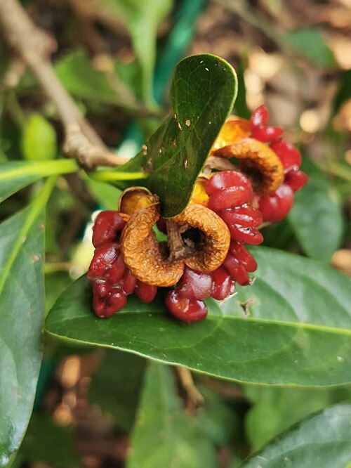 Pittosporum moluccanum: Native to Taiwan's Orchid Island and Hengchun Peninsula（Ref. http://web2.nmns.edu.tw/PubLib/NewsLetter/87/129/05.html） . Photo taken in Taichung, Taiwan. 2022/0
