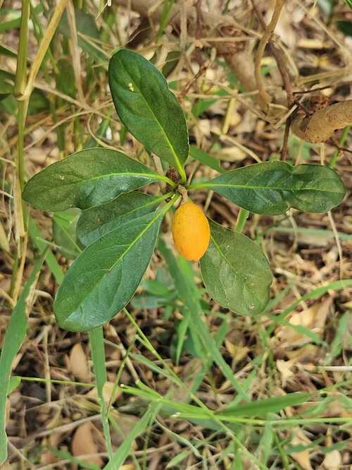 Pittosporum moluccanum: Native to Taiwan's Orchid Island and Hengchun Peninsula（Ref. http://web2.nmns.edu.tw/PubLib/NewsLetter/87/129/05.html） . Photo taken in Taichung, Taiwan. 2022/0