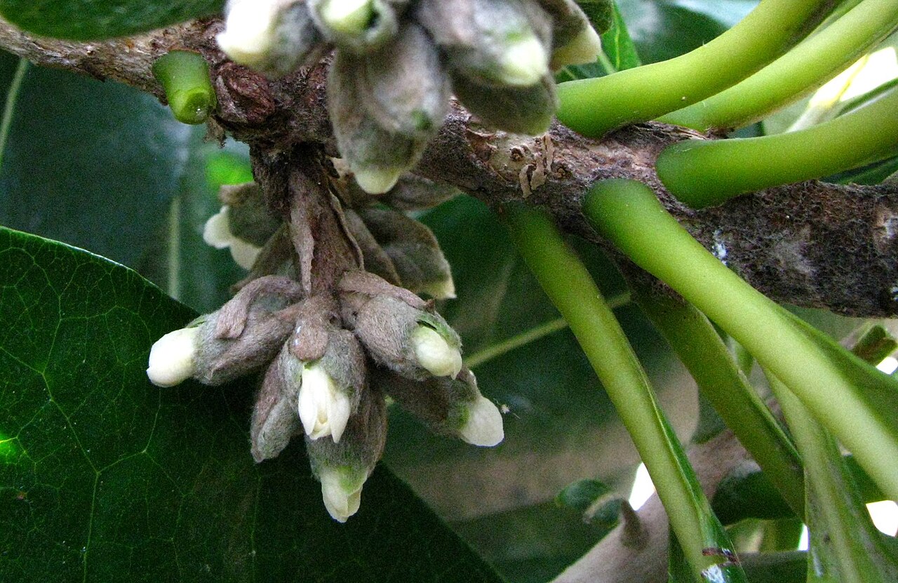 Royal cheesewood: Hōʻawa or Royal cheesewood Pittosporaceae Endemic to the Hawaiian Islands (Kauaʻi only) Endangered Oʻahu (Cultivated) female flower buds