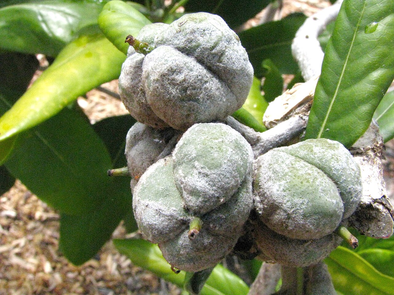 Royal cheesewood: Hōʻawa or Royal cheesewood Pittosporaceae Endemic to the Hawaiian Islands (Kauaʻi only) Endangered Oʻahu (Cultivated) Unripe fruits.