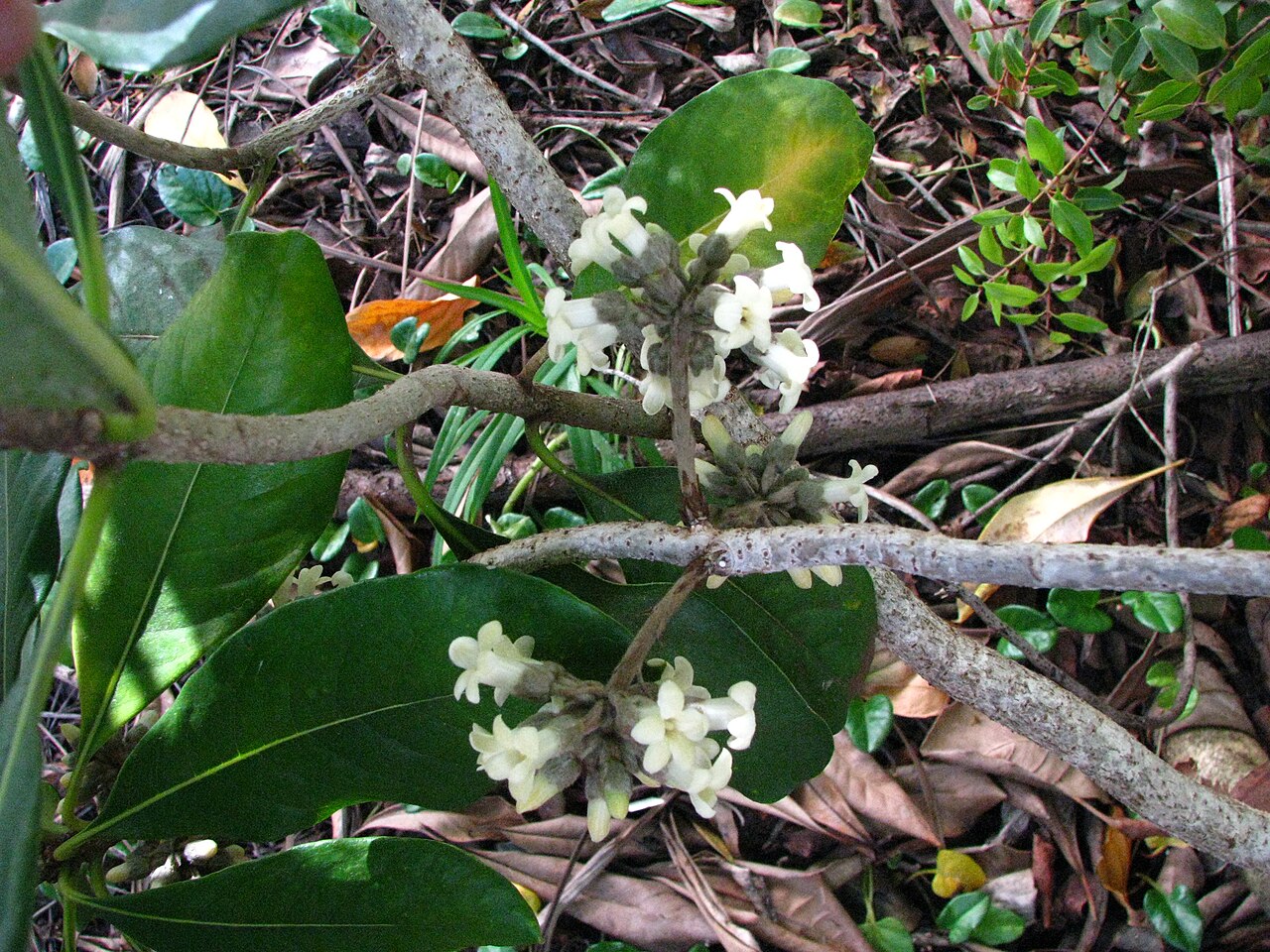 Royal cheesewood: Hōʻawa or Royal cheesewood Pittosporaceae Endemic to the Hawaiian Islands (Kauaʻi only) Endangered Oʻahu (Cultivated) Male flowers