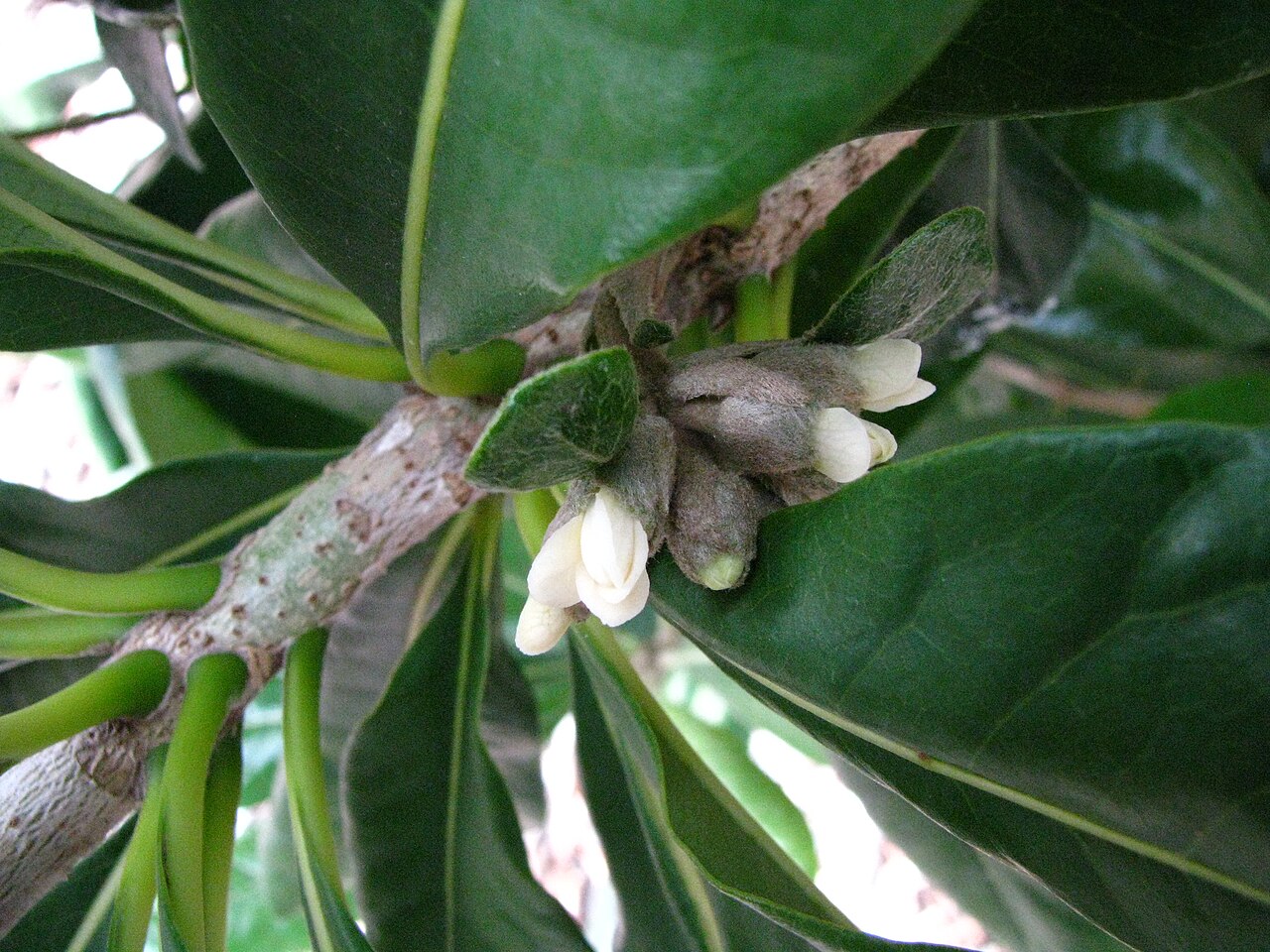 Royal cheesewood: Hōʻawa or Royal cheesewood Pittosporaceae Endemic to the Hawaiian Islands (Kauaʻi only) Endangered Oʻahu (Cultivated) female flower buds