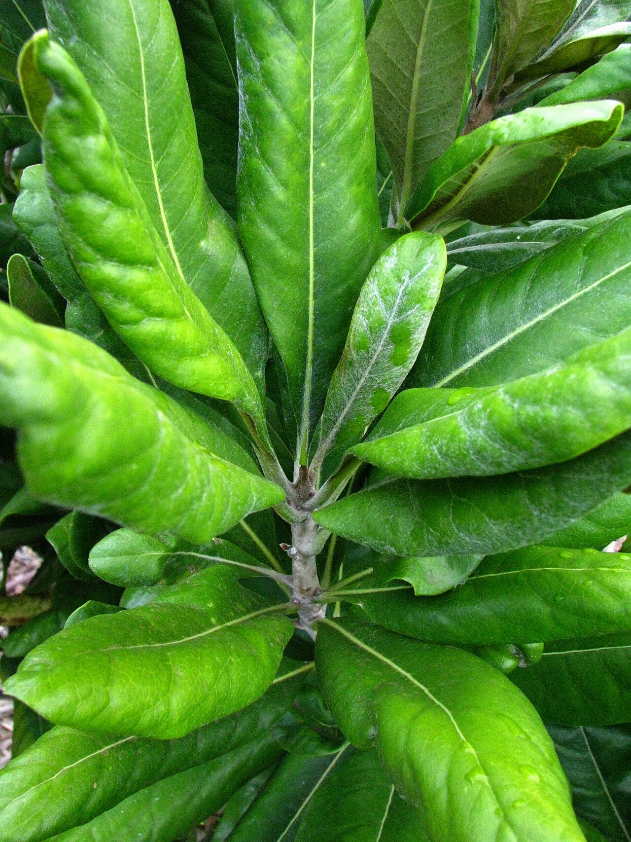 Royal cheesewood: Hōʻawa or Royal cheesewood Pittosporaceae Endemic to the Hawaiian Islands (Kauaʻi only) Endangered Oʻahu