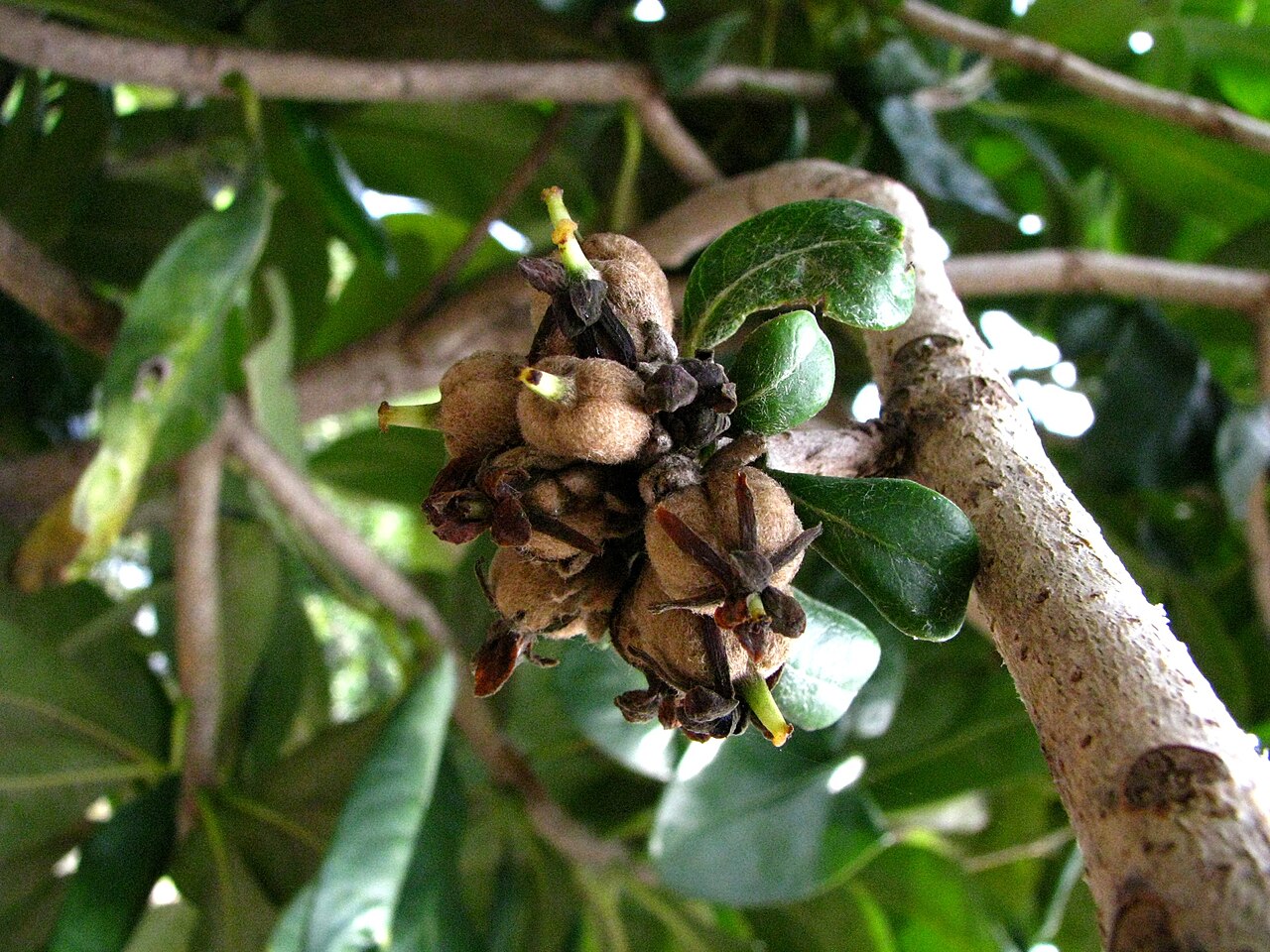 Royal cheesewood: Hōʻawa or Royal cheesewood Pittosporaceae Endemic to the Hawaiian Islands (Kauaʻi only) Endangered Oʻahu (Cultivated) fruits developing on a female plant