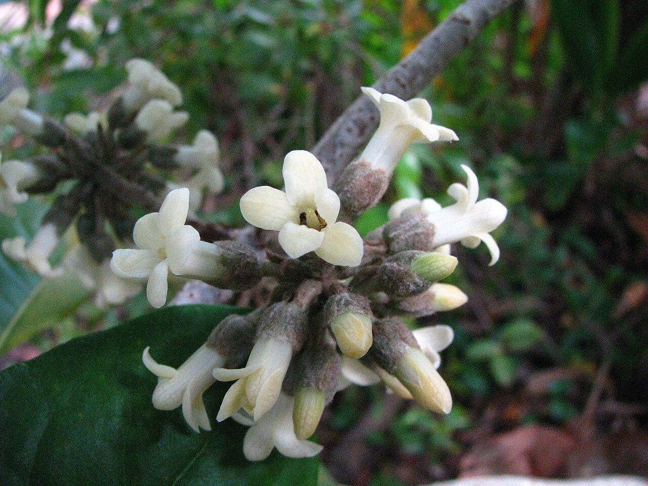 Royal cheesewood: Hōʻawa or Royal cheesewood Pittosporaceae Endemic to the Hawaiian Islands (Kauaʻi only) Endangered Oʻahu (Cultivated) Male flowers