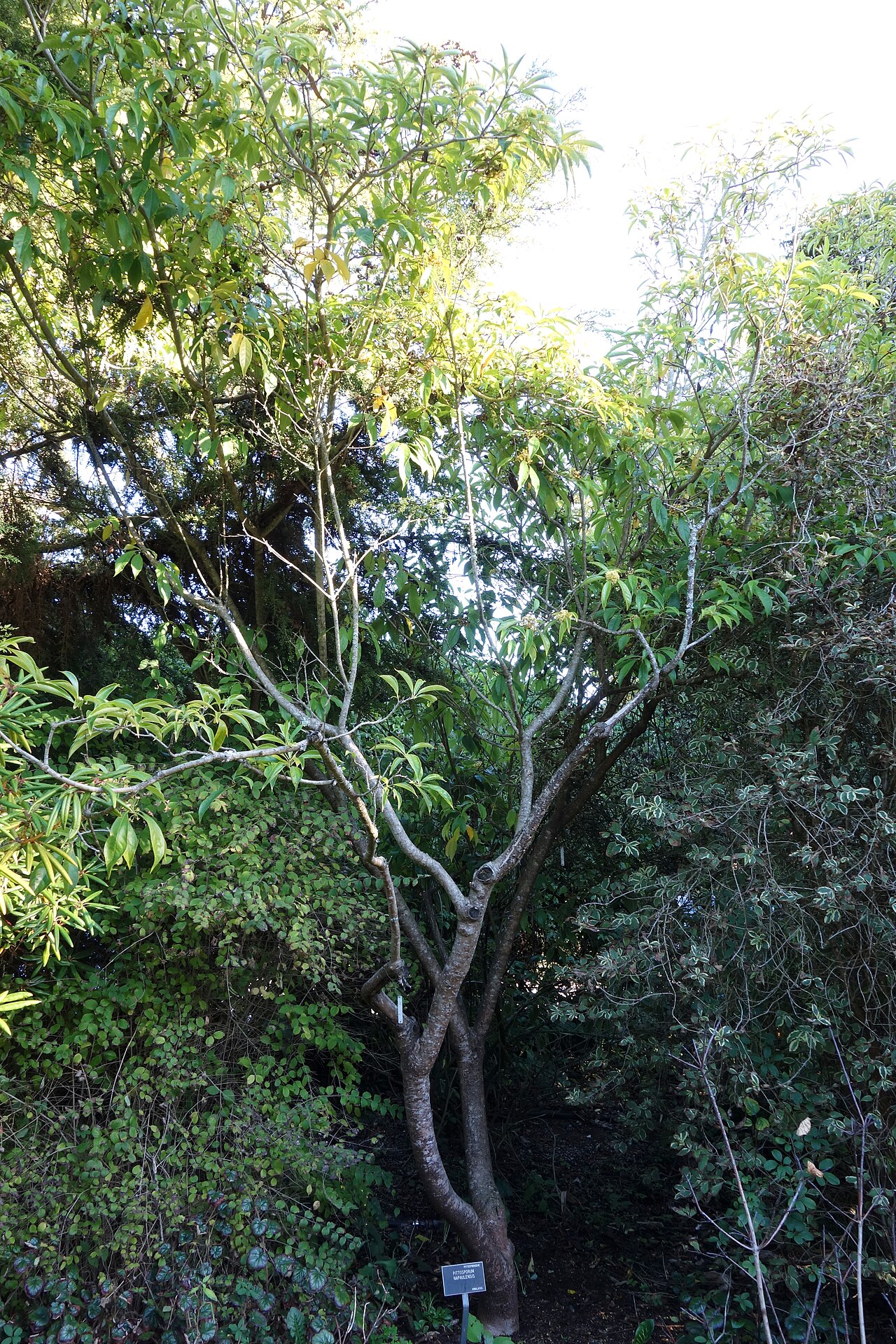 Pittosporum napaulense: Botanical specimen in the San Francisco Botanical Garden, San Francisco, California, USA.