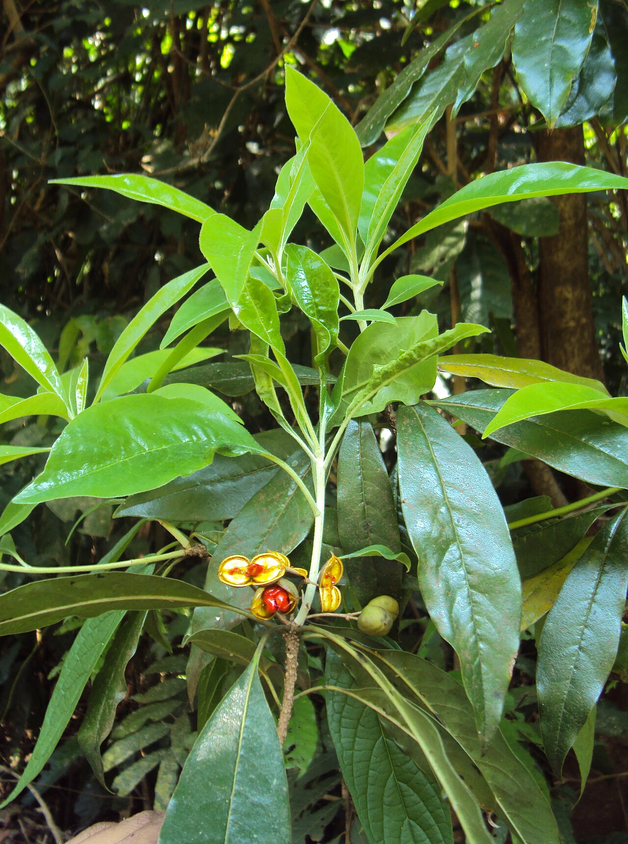 Pittosporum neelgherrense: Pittosporum dasycaulon