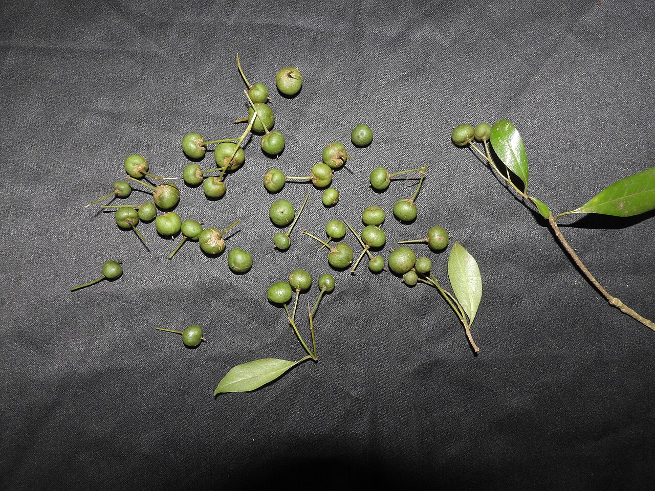 Pittosporum neelgherrense: Pittosporaceae-small tree,flowers yellow,seeds red.