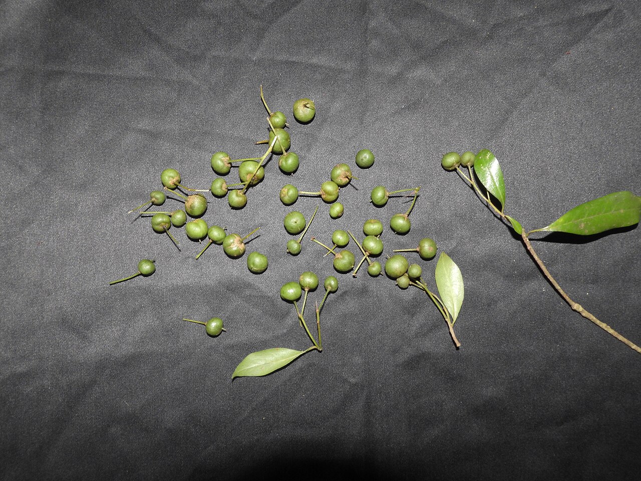 Pittosporum neelgherrense: Pittosporaceae-small tree,flowers yellow,seeds red.