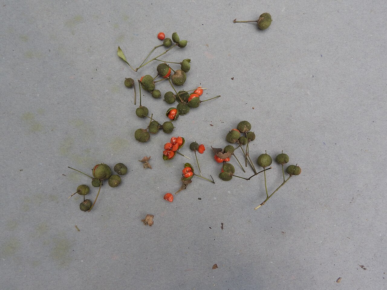 Pittosporum neelgherrense: Pittosporaceae-small tree,flowers yellow,seeds red.