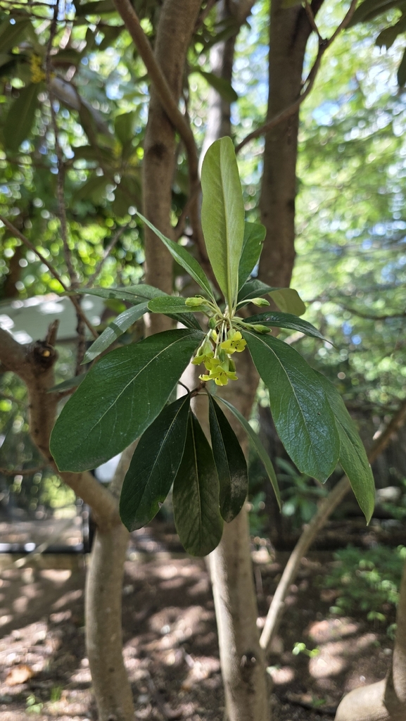 Pittosporum pancheri (Pittosporum pancheri)