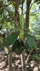 Pittosporum pancheri (Pittosporum pancheri)