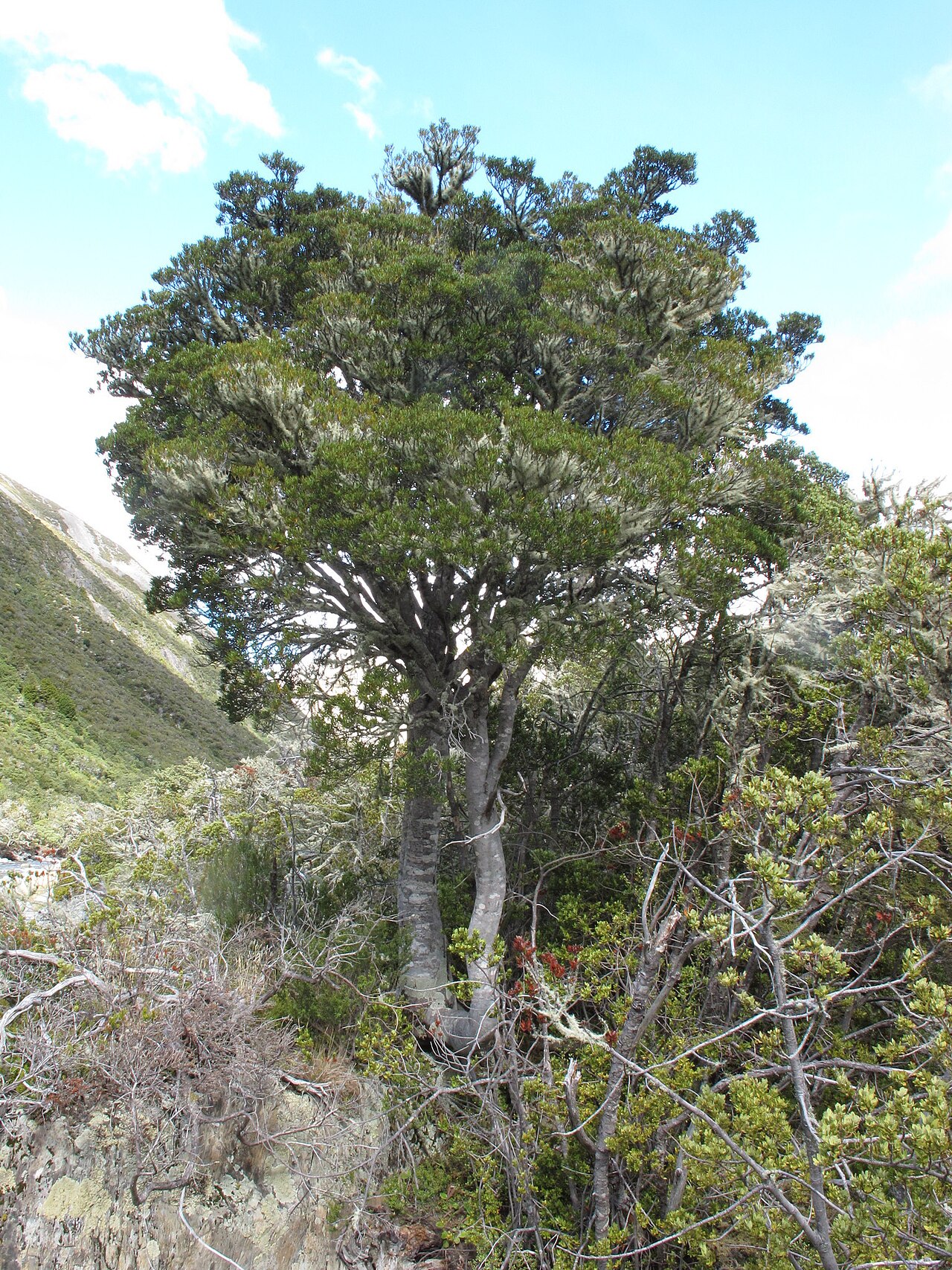 Pitpat: Pittosporum patulum