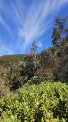 Pitpat (Pittosporum patulum)