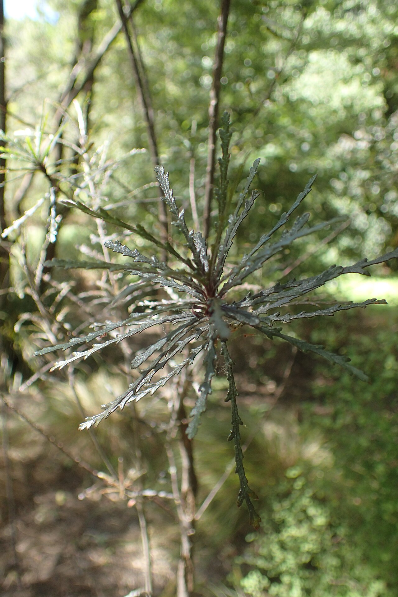 Pitpat: Pittosporum patulum in Christchurch Botanic Gardens