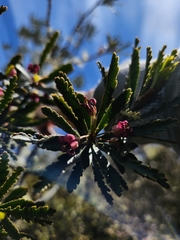 Pitpat (Pittosporum patulum)