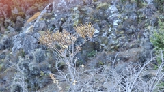 Pitpat (Pittosporum patulum)