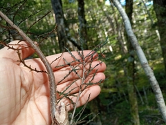 Pitpat (Pittosporum patulum)