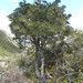 Pitpat (Pittosporum patulum)