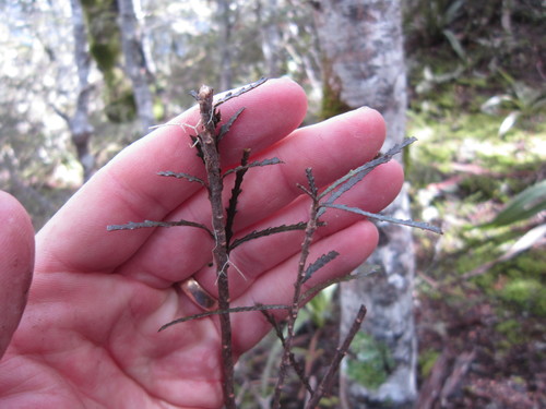 Pitpat (Pittosporum patulum)