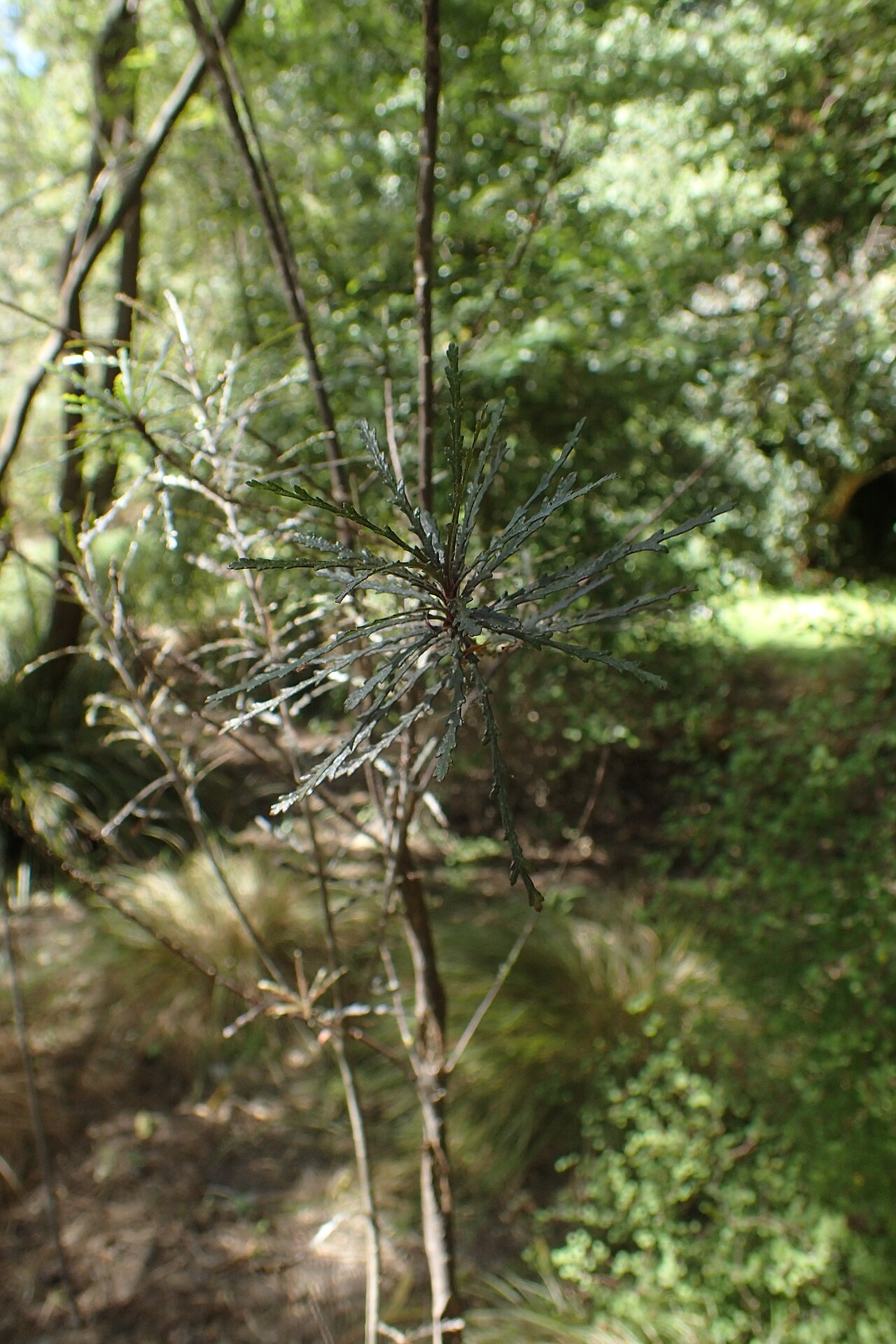 Pitpat: Pittosporum patulum in Christchurch Botanic Gardens