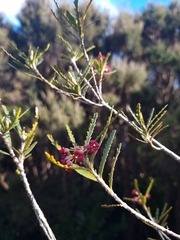 Pitpat (Pittosporum patulum)