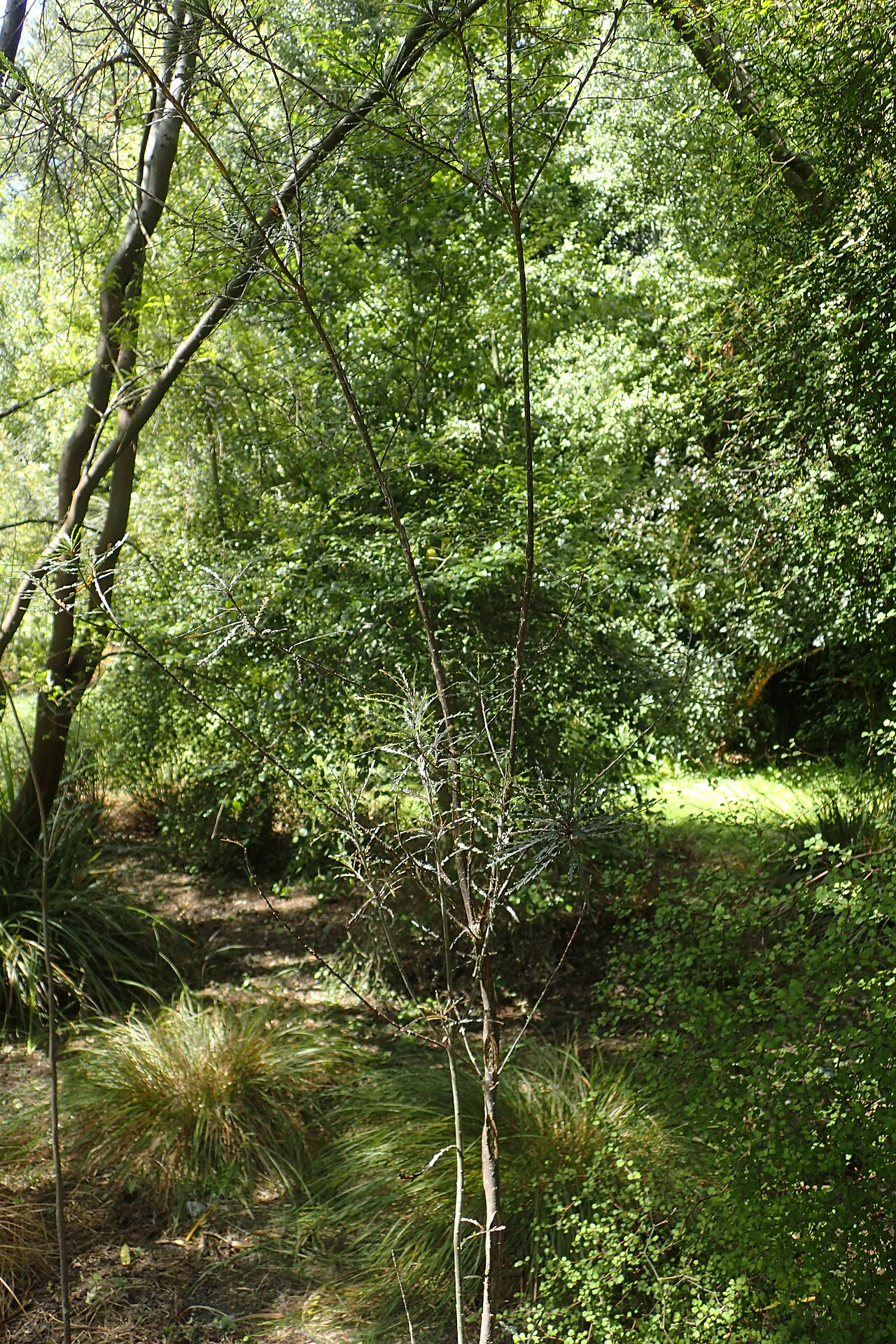 Pitpat: Pittosporum patulum in Christchurch Botanic Gardens