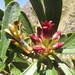 Pitpat (Pittosporum patulum)