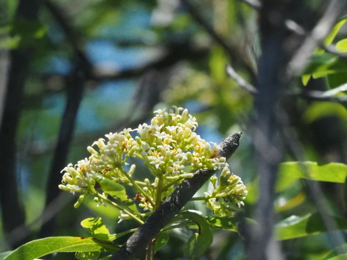 Taiwanese cheesewood (Pittosporum pentandrum)