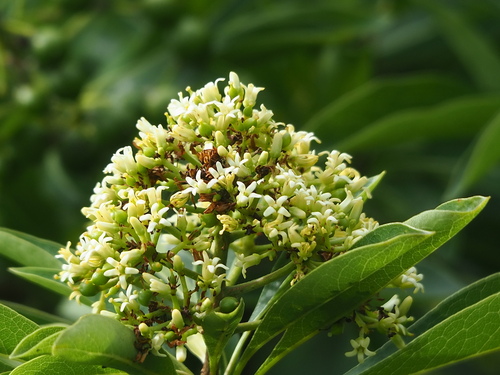 Taiwanese cheesewood (Pittosporum pentandrum)