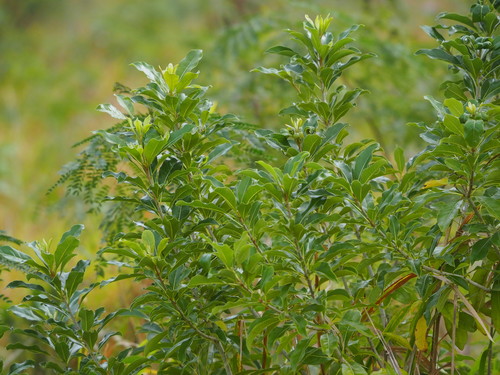 Taiwanese cheesewood (Pittosporum pentandrum)