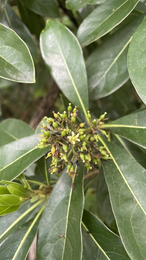 Taiwanese cheesewood (Pittosporum pentandrum)