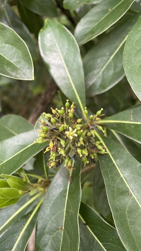 Taiwanese cheesewood (Pittosporum pentandrum)