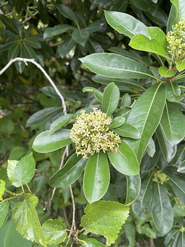 Taiwanese cheesewood (Pittosporum pentandrum)