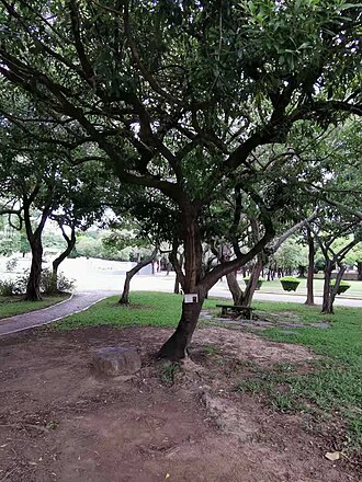 Taiwanese cheesewood: Native to Taiwan. Photo taken in campus of National Chung Hsing University, Taichung, Taiwan.