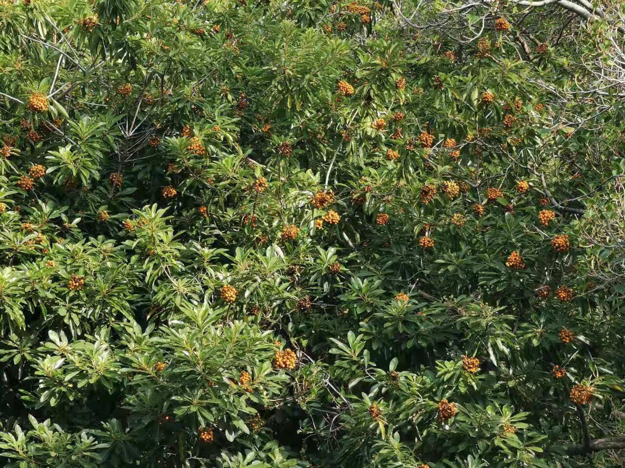 Taiwanese cheesewood: Native to Taiwan. Photo taken in campus of National Chung Hsing University, Taichung, Taiwan.