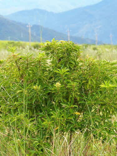 Taiwanese cheesewood (Pittosporum pentandrum)