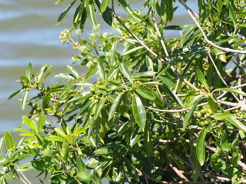 Taiwanese cheesewood (Pittosporum pentandrum)