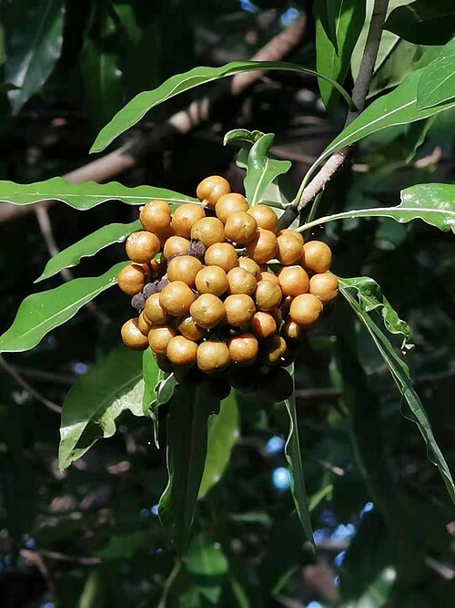 Taiwanese cheesewood: Native to Taiwan. Photo taken in campus of National Chung Hsing University, Taichung, Taiwan.