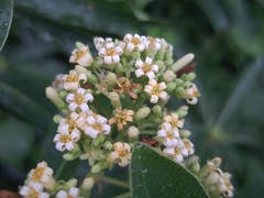 Taiwanese cheesewood (Pittosporum pentandrum)